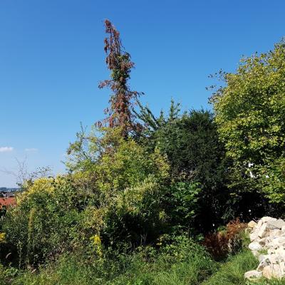 Bild 9k - 20190914_125035 kranker Baum